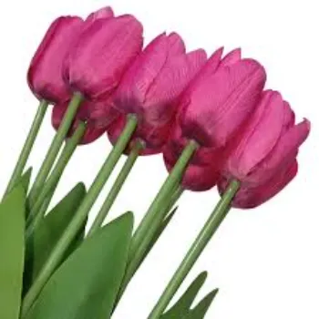Decorative Tulip Flower